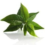 Green Tea Turns on Fat Burning Gene