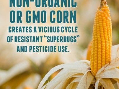 GMO-Resistant Pests Bring Pesticides Back in Style