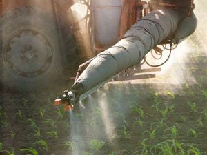 Gluten Intolerance, Gut Problems Linked with Roundup Toxicity