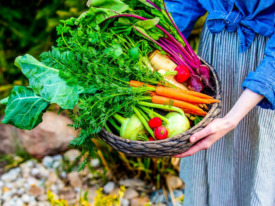 How Stress, Diet, and Medications Disrupt Your Gut Health