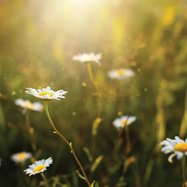 Beyond Basic Blood Pressure Nutrients