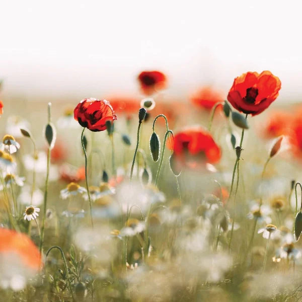 Blood Sugar and Leptin