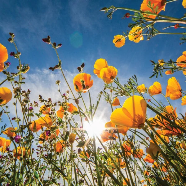 Boost Adiponectin and Improve White Adipose Tissue Health