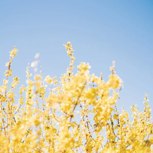 Bowel Motility and Detoxification