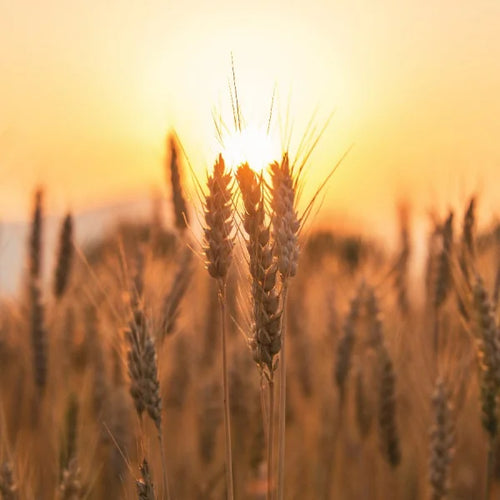 Carbohydrate Cravings and Ghrelin
