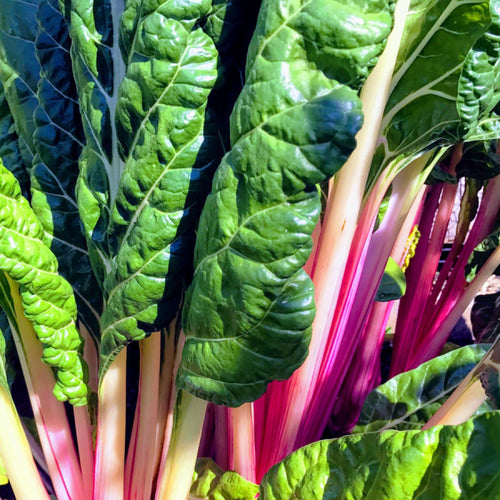 Digestive Detoxification