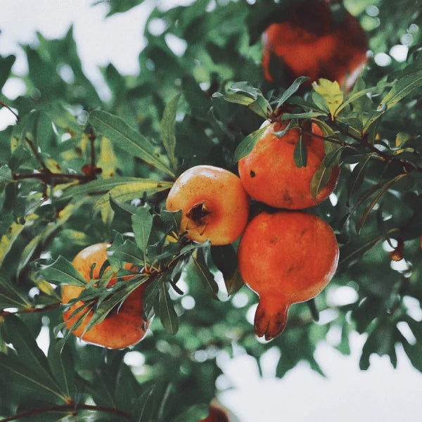 Leptinal & Healthy Fat Cells