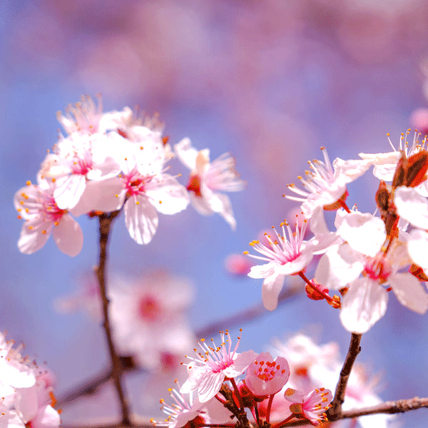 Nootropics for Mental Acuity