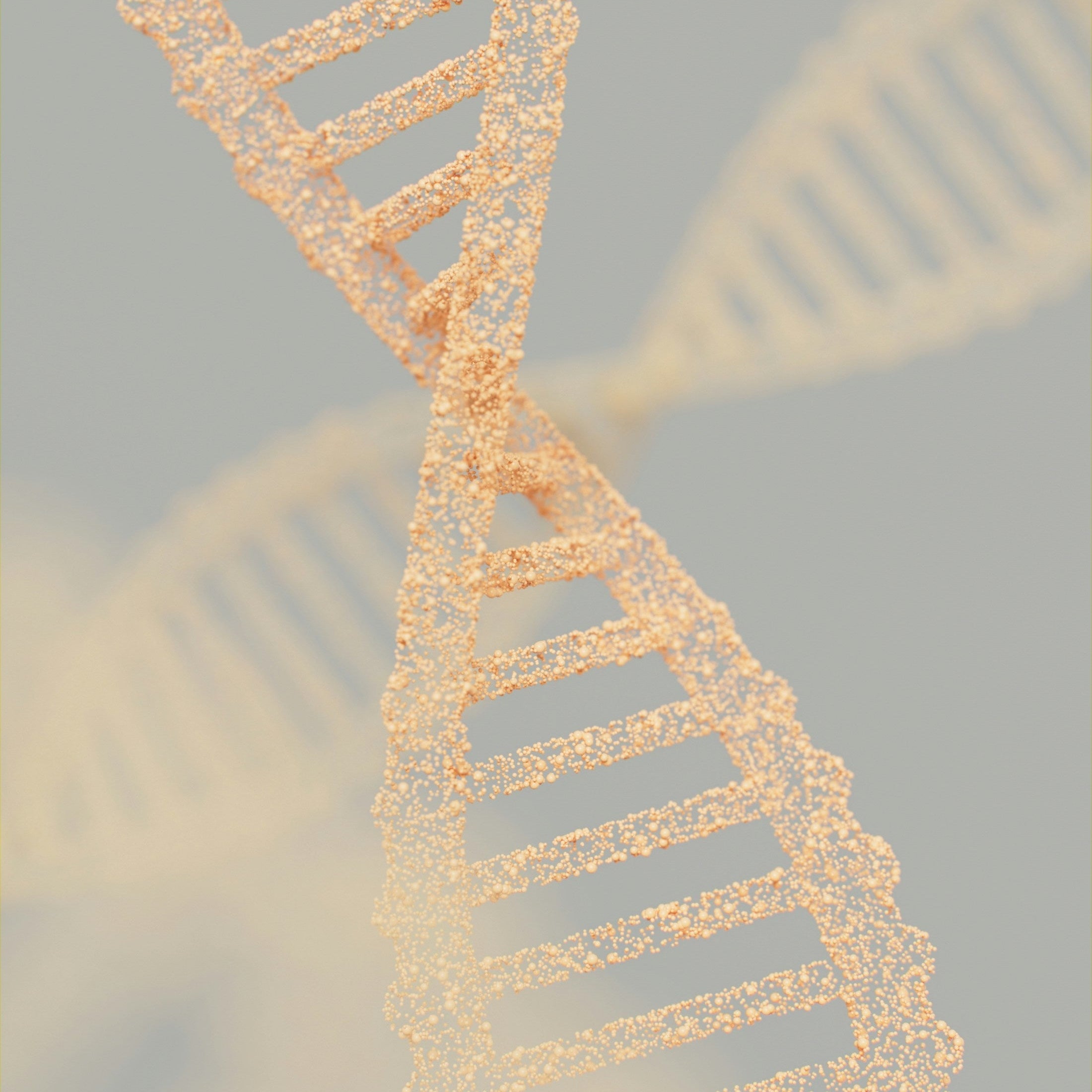 Telomere Supplements