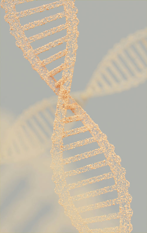 Telomere Supplements