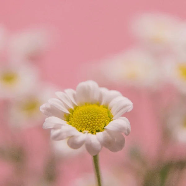 Tocotrienol Vitamin E & Cholesterol Metabolism