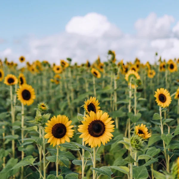 Vitamin E & Heart Health