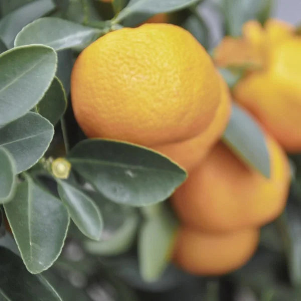 No Appetite/Weak Digestion